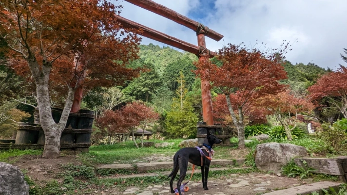 帶狗旅遊南投 帶狗旅遊南投