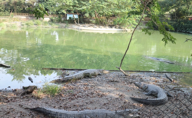 鱷魚餐廳 鱷魚餐廳