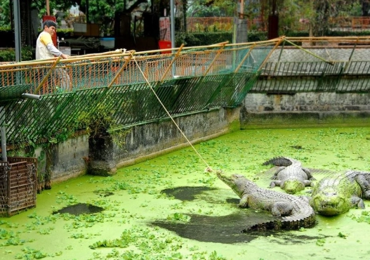 鱷魚餐廳 鱷魚餐廳