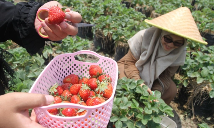 採草莓行程規劃 採草莓行程規劃