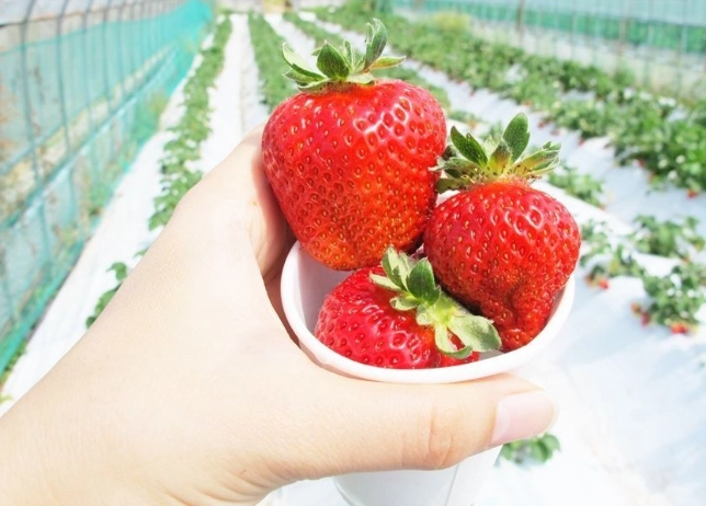 大湖草莓季行程 大湖草莓季行程