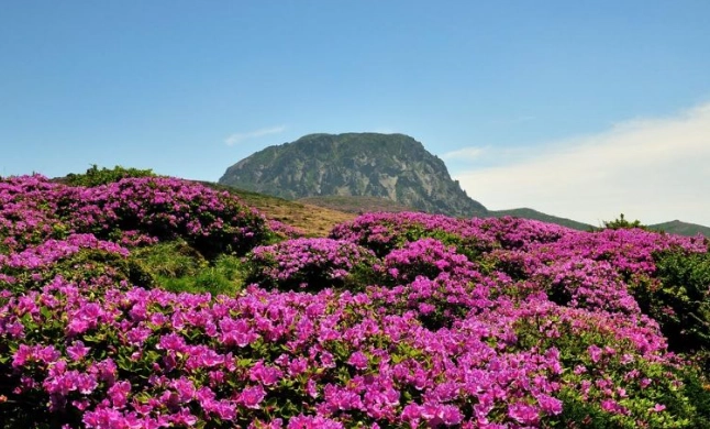 漢拏山登山季節 漢拏山登山季節