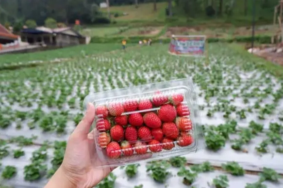 草莓園推薦 草莓園推薦