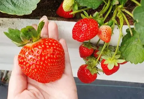 大湖採草莓費用 大湖採草莓費用