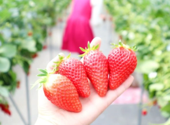 大湖草莓季行程 大湖草莓季行程