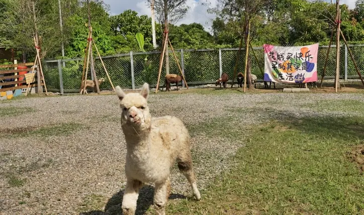 奮起湖寵物住宿 奮起湖寵物住宿