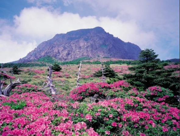 漢拏山季節全攻略：最佳登山時機、花季與紅葉期完整解析