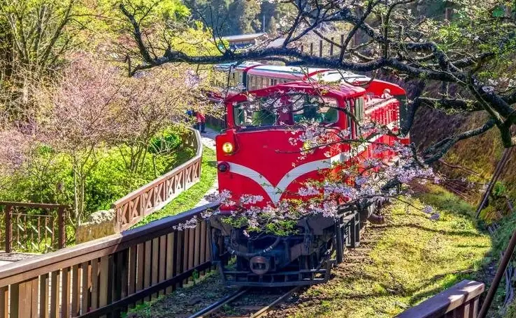 阿里山行程 阿里山行程