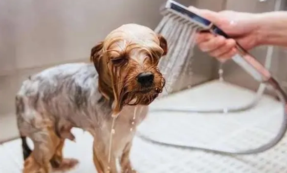 土狗洗澡頻率指南：多久洗一次才健康？