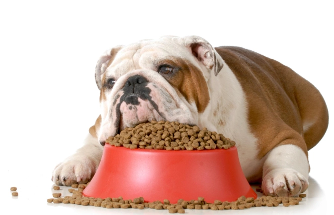 狗狗厭食處理 狗狗厭食處理