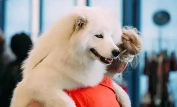 狗狗想主人 狗狗想主人