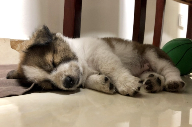 狗狗一直睡覺 狗狗一直睡覺