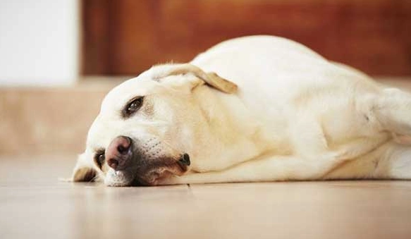狗狗會想主人嗎？從動物行為學解讀毛孩的思念信號
