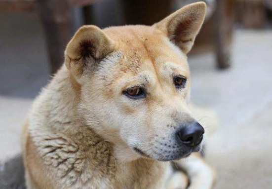 狗癬會傳染人嗎？飼主必讀的預防與處理全攻略