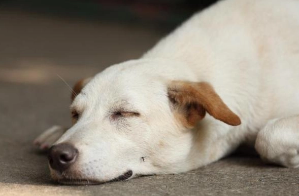 老年犬飲食問題 老年犬飲食問題