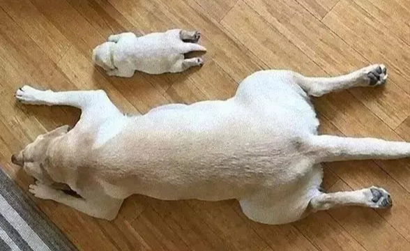 狗狗濕疹傳染 狗狗濕疹傳染