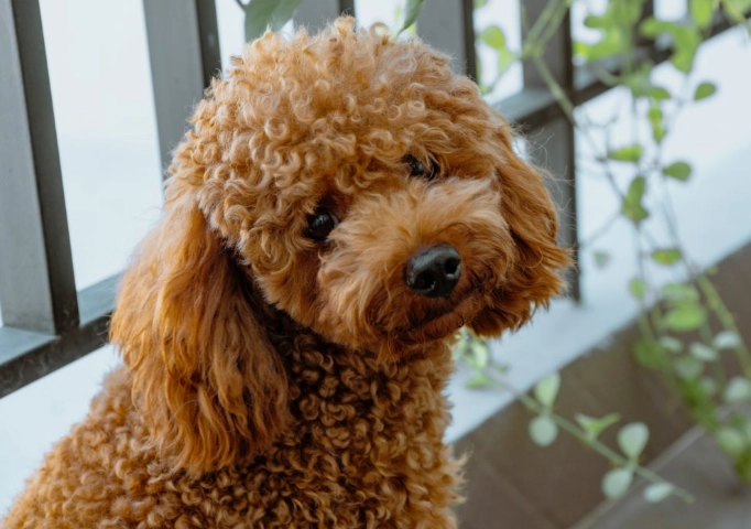 狗狗皮膚紅疹怎麼辦？獸醫教你判斷原因與居家護理全攻略