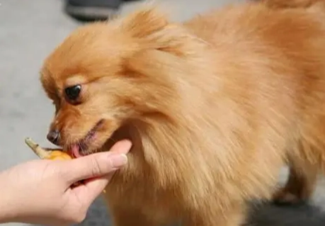 狗狗皮膚真菌感染 狗狗皮膚真菌感染