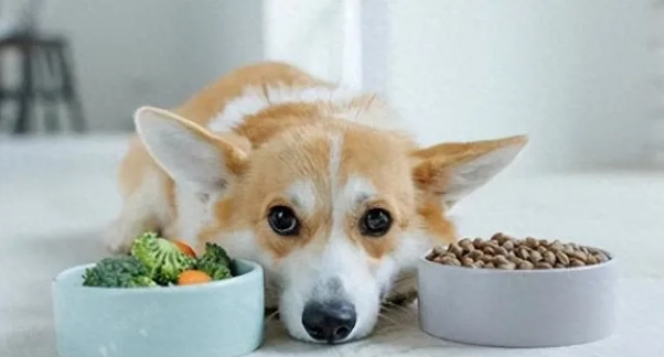 狗狗挑食 狗狗挑食