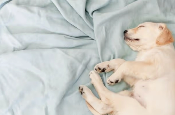 幼犬一直睡 幼犬一直睡