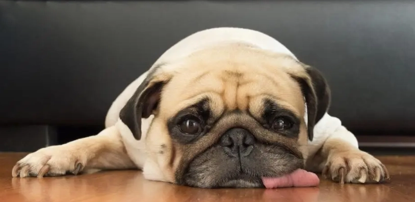 狗狗眼睛保健 狗狗眼睛保健