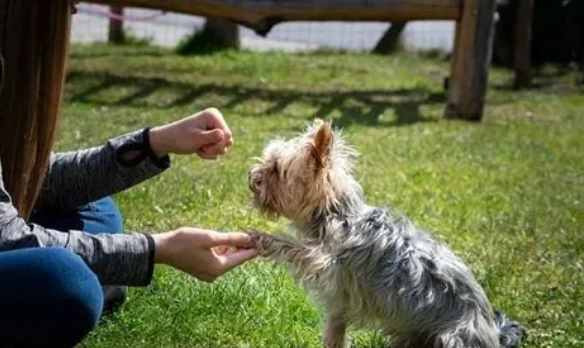 老年犬照顧