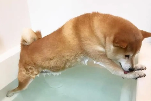 柴犬洗澡頻率 柴犬洗澡頻率