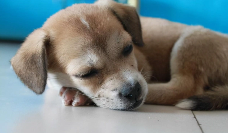 犬白內障費用 犬白內障費用