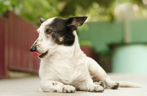 老年犬護理 老年犬護理