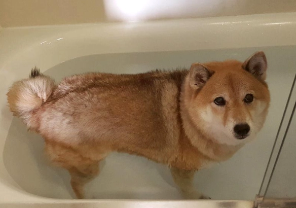 柴犬洗澡注意事項 柴犬洗澡注意事項