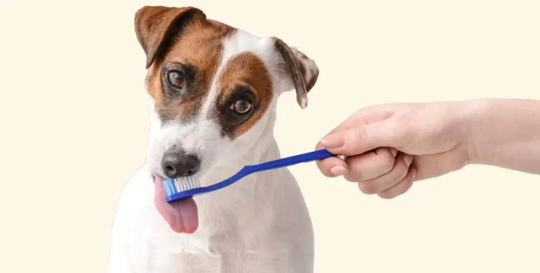 狗狗牙周病 狗狗牙周病