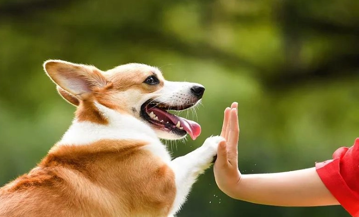 狗狗認主人的行為 狗狗認主人的行為