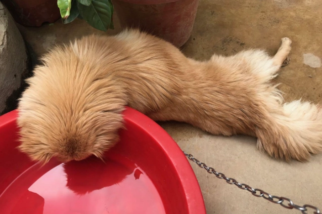 狗不吃東西可以撐多久 狗不吃東西可以撐多久