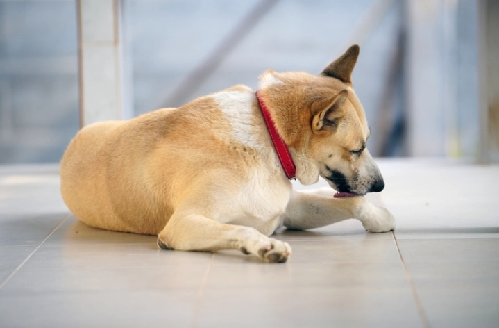 老犬不吃飯 老犬不吃飯