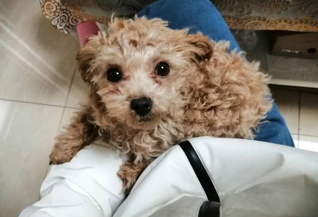 狗狗認知障礙照顧 狗狗認知障礙照顧