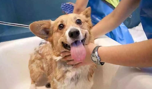 幼犬洗澡頻率 幼犬洗澡頻率