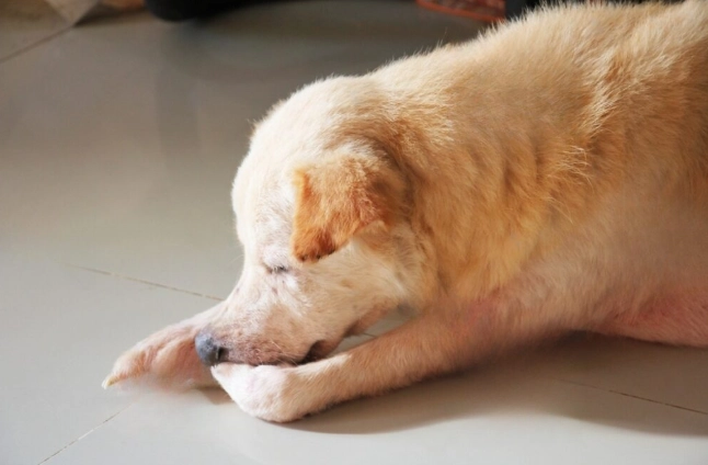 狗狗濕疹傳染 狗狗濕疹傳染