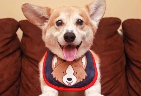 狗狗認主人表現 狗狗認主人表現