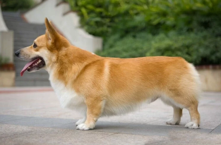 狗狗皮膚護理 狗狗皮膚護理