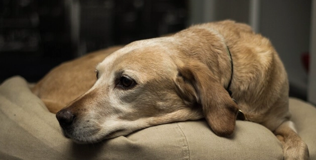 老年犬吠叫處理 老年犬吠叫處理