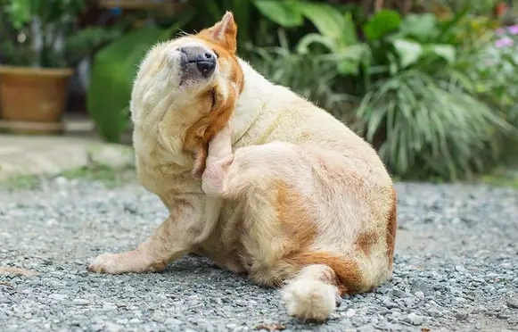 狗過敏症狀