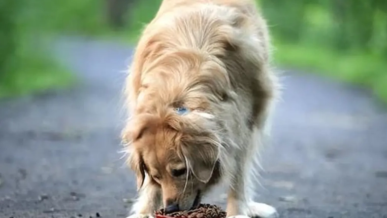 挑食矯正方法 挑食矯正方法
