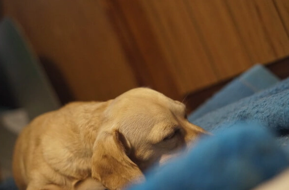 幼犬沒精神一直睡覺？獸醫教你判斷是正常休息還是生病警訊