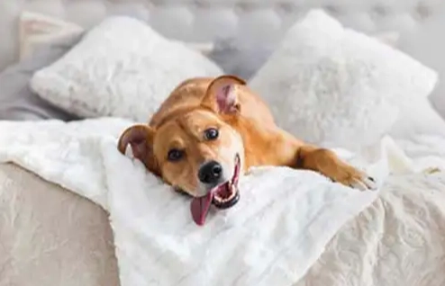 老犬不吃飯 老犬不吃飯