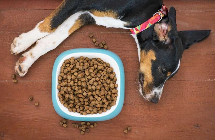 狗狗挑食矯正全攻略：專家教你讓挑食狗愛上吃飯