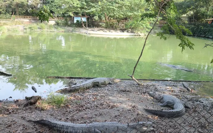 鱷魚生態農場 鱷魚生態農場