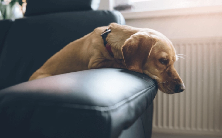老狗失智一直叫？完整指南解決老年犬認知障礙吠叫問題