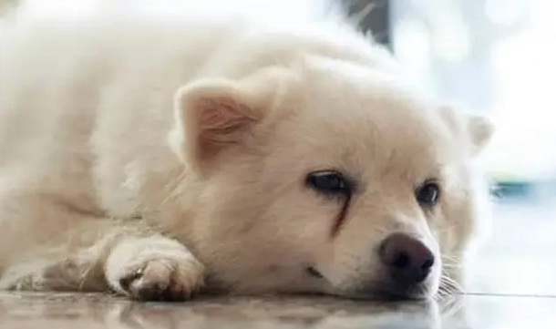犬白內障費用 犬白內障費用
