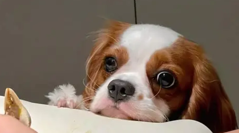 狗狗游泳 狗狗游泳