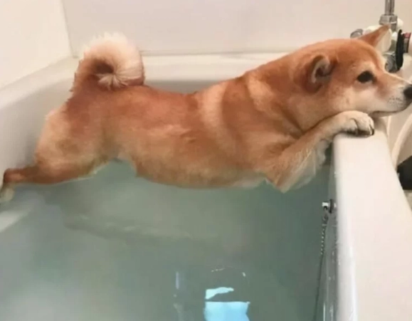柴犬洗澡注意事項 柴犬洗澡注意事項